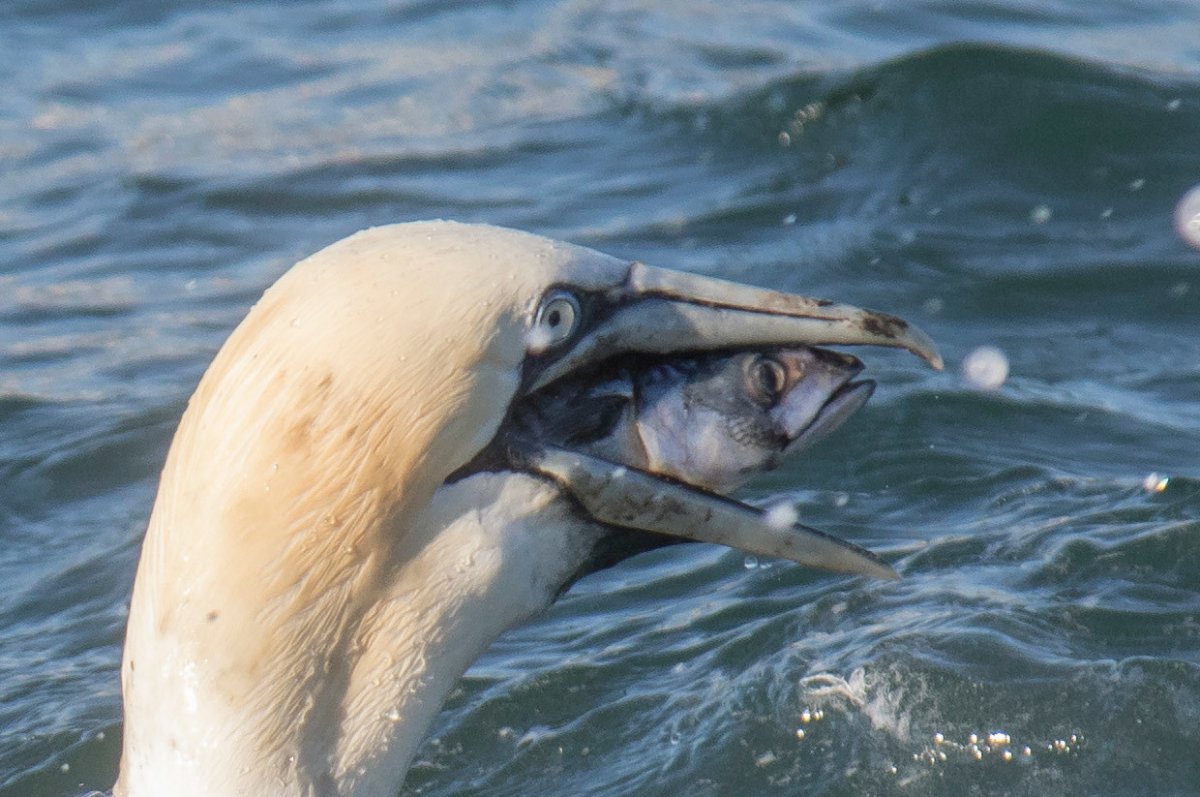 Альбатрос обои на рабочий стол