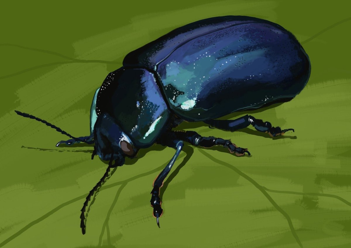 Листоед синеполосый