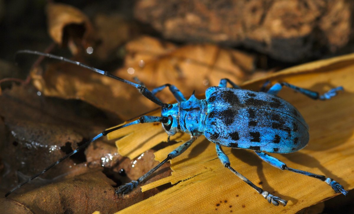 Longhorn Beetle