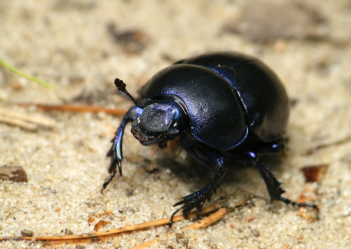 Черный Жук чернотелка