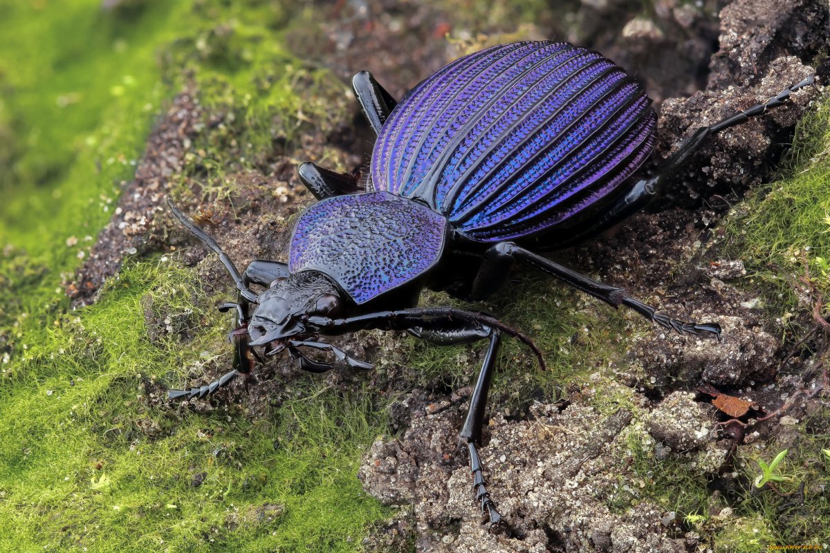 Tefflus carinatus violaceus