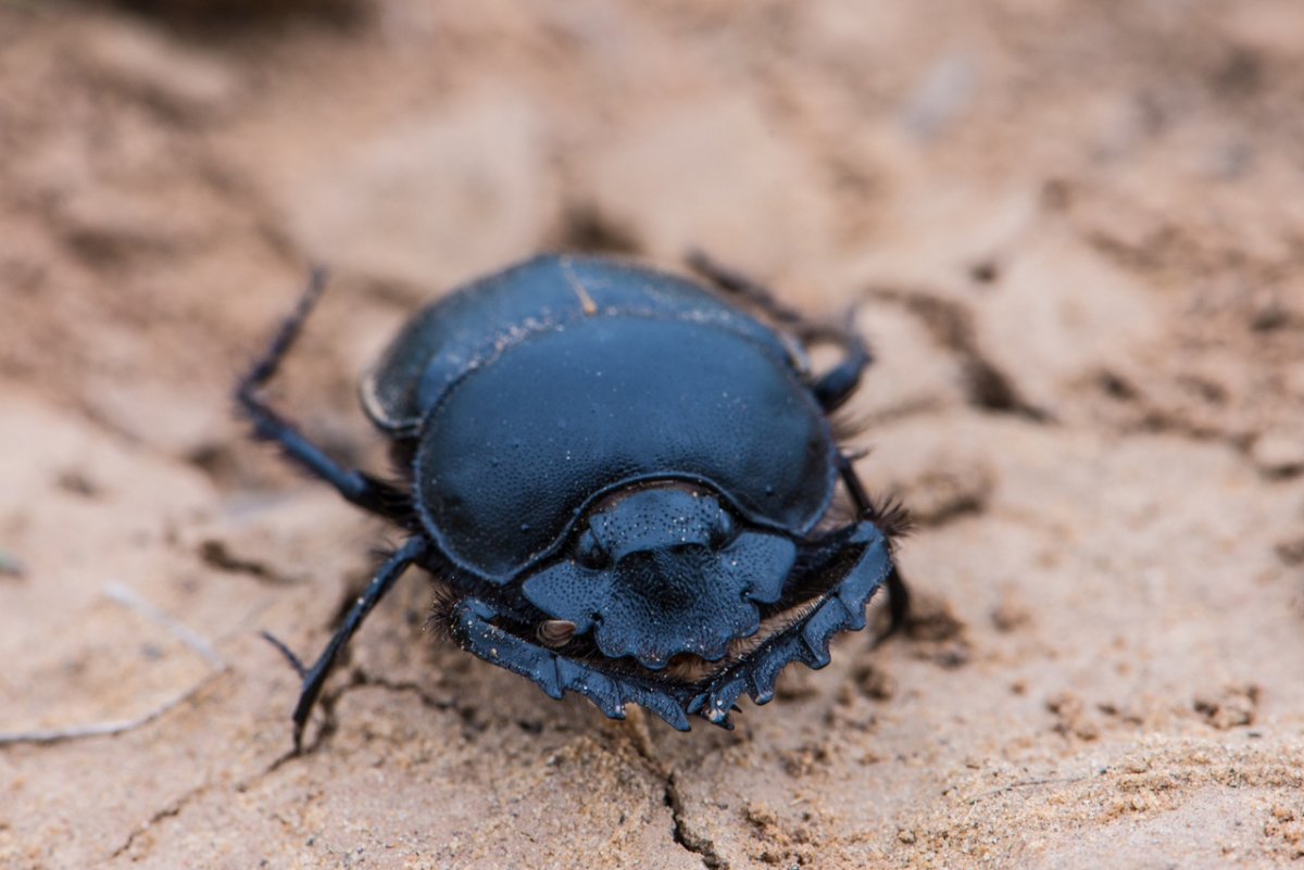 Жук скоробейник в Египте