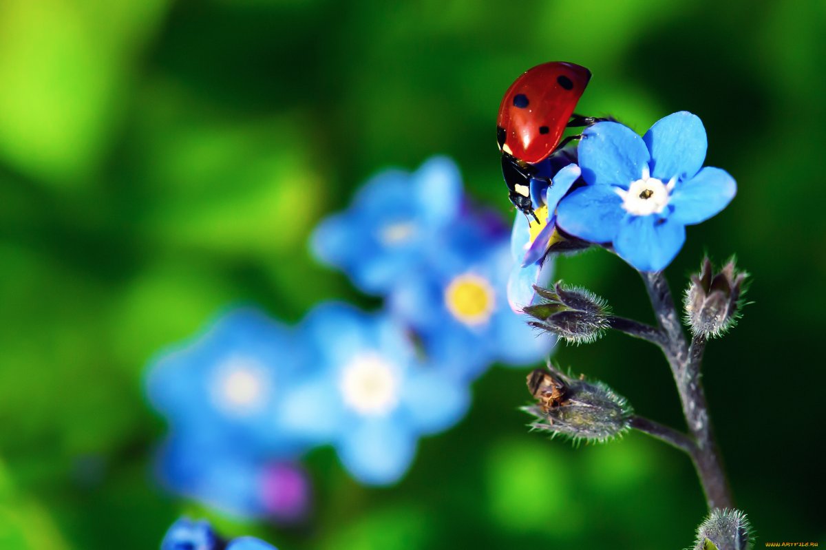 Божья коровка на незабудках