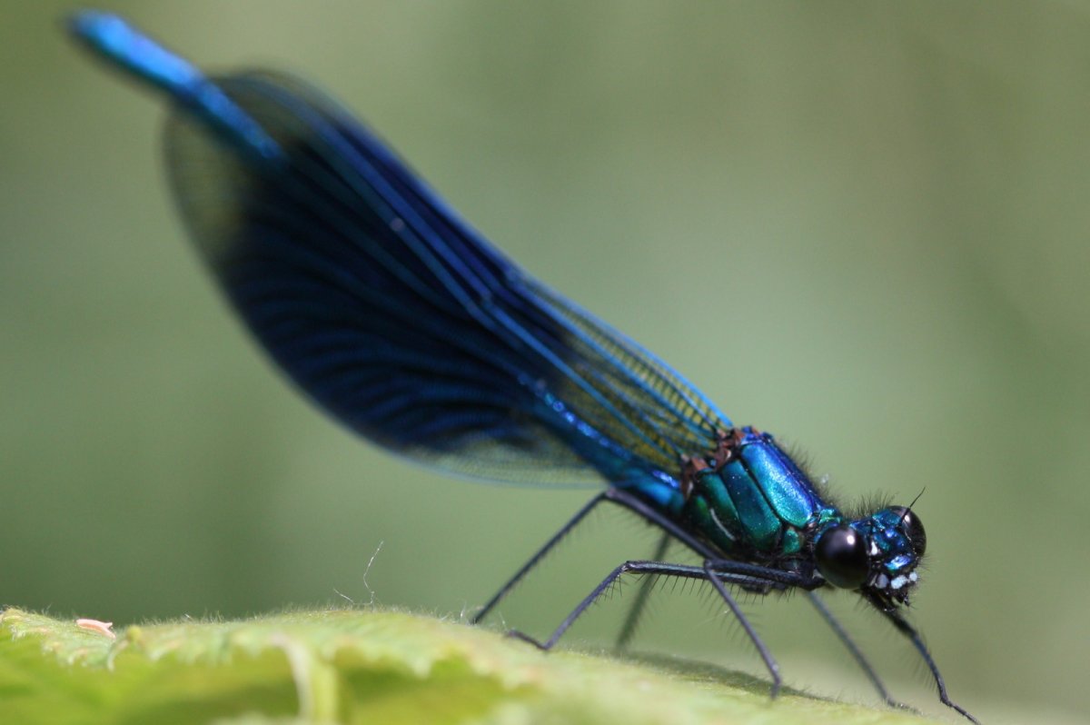 Голубая Стрекоза Ермаков