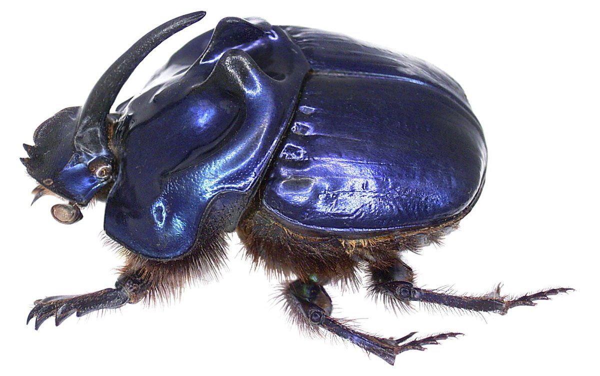 Coprophanaeus telamon