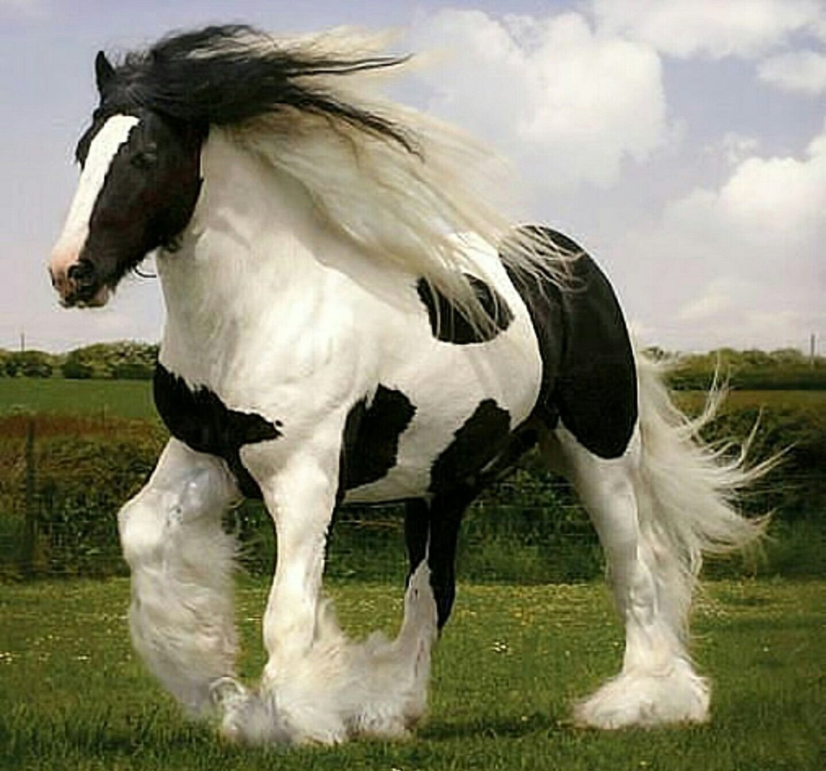 Лошади породы Шайр