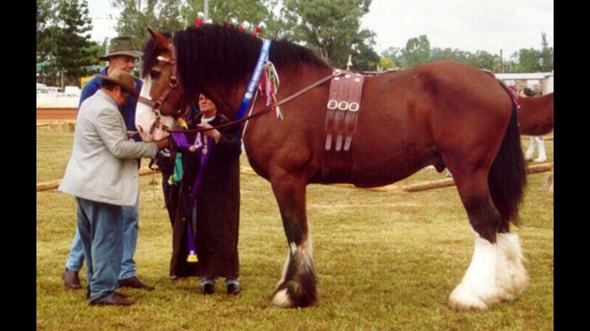 Австралийская тяжелоупряжная лошадь