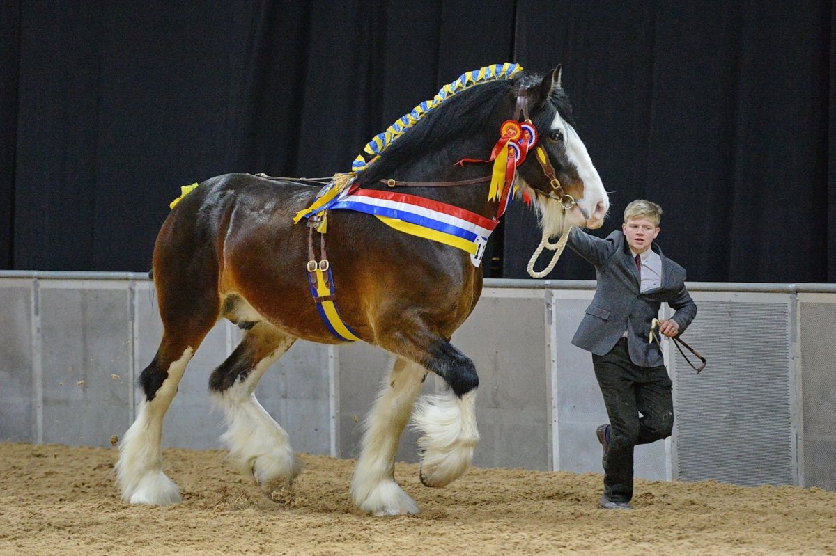 Шайр принц Вильям