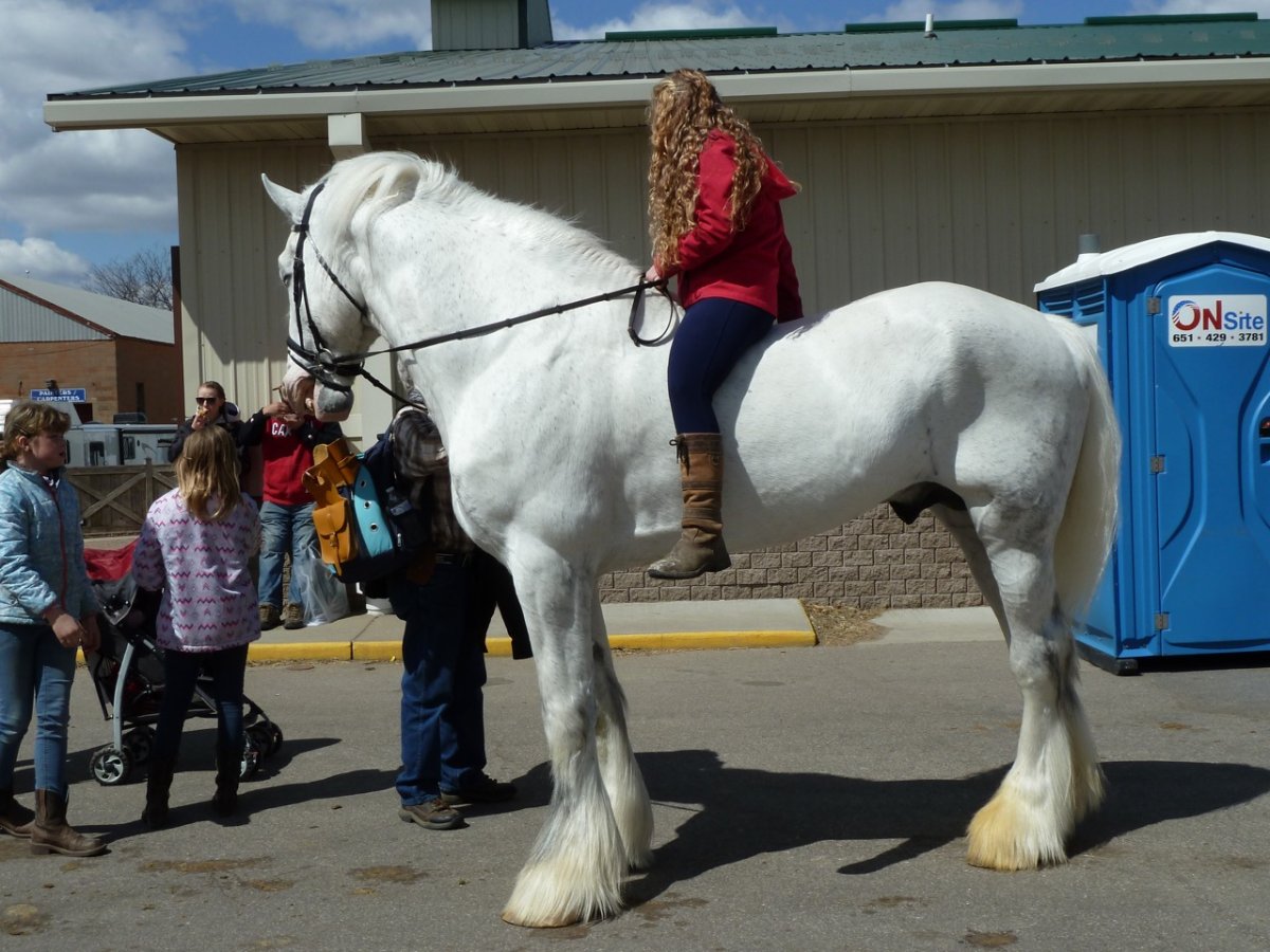 Тяжеловоз Шайр с человеком