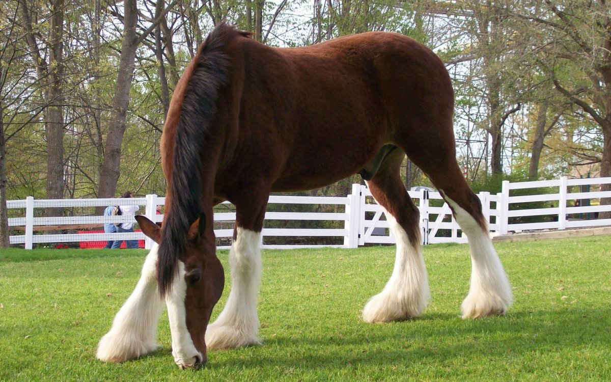 Тяжеловоз Драмхорс