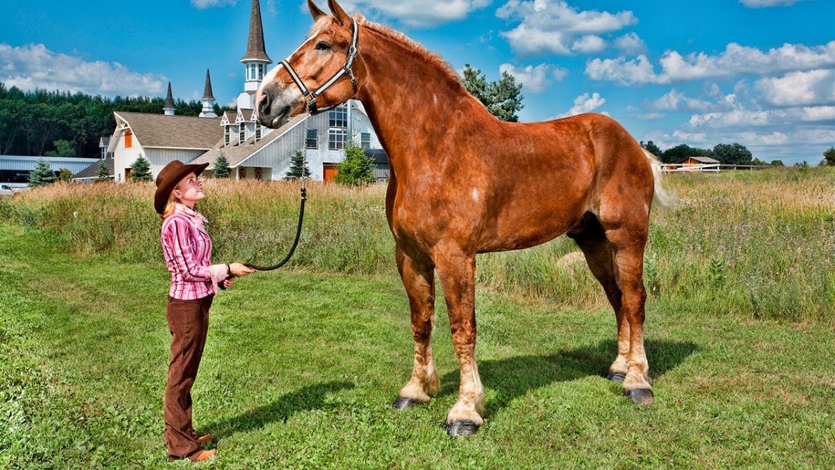 Конь Биг Джейк