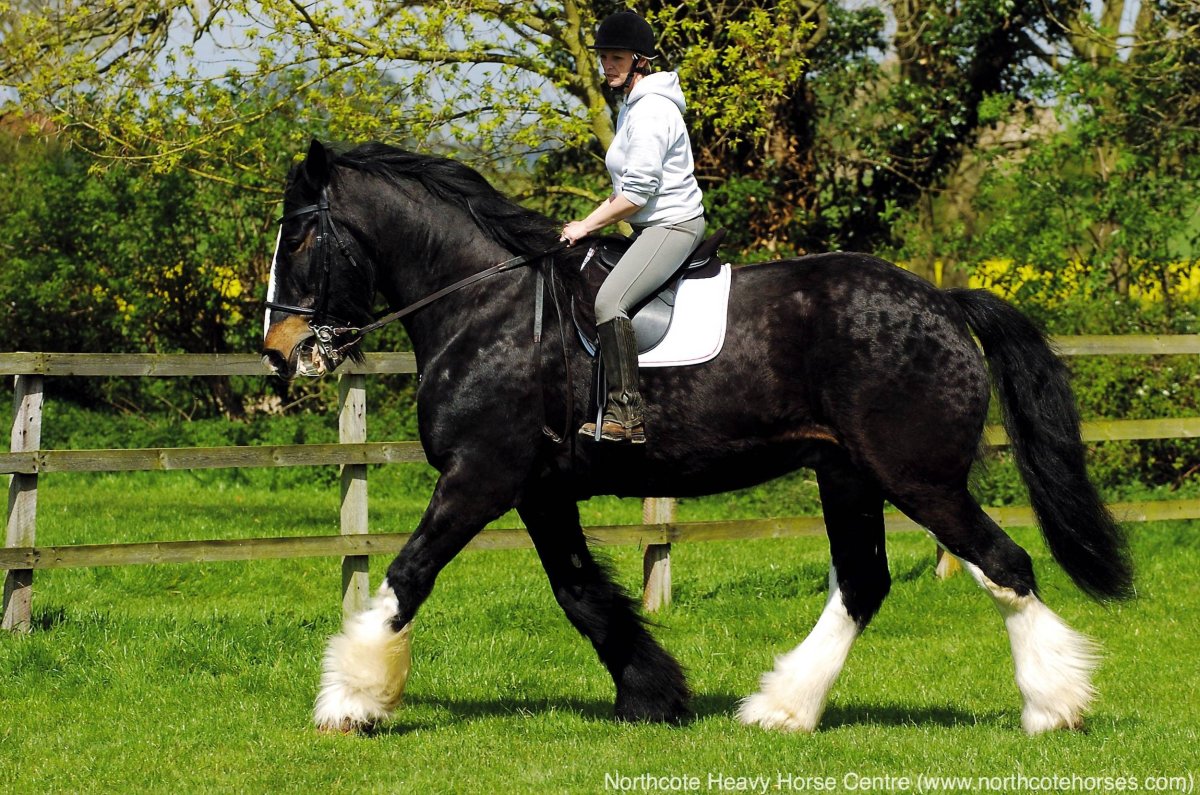 Шайр лошадь Самсон
