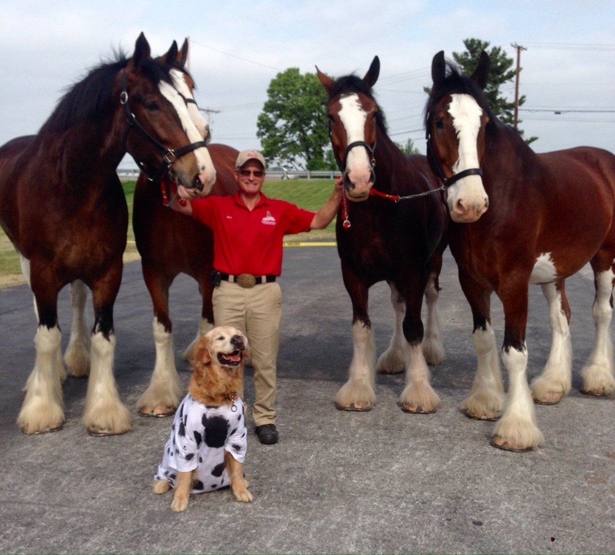 Першероны самые высокие кони в мире красавцы