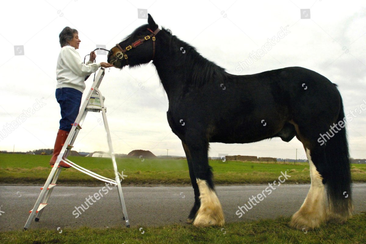 Шайр лошадь Самсон