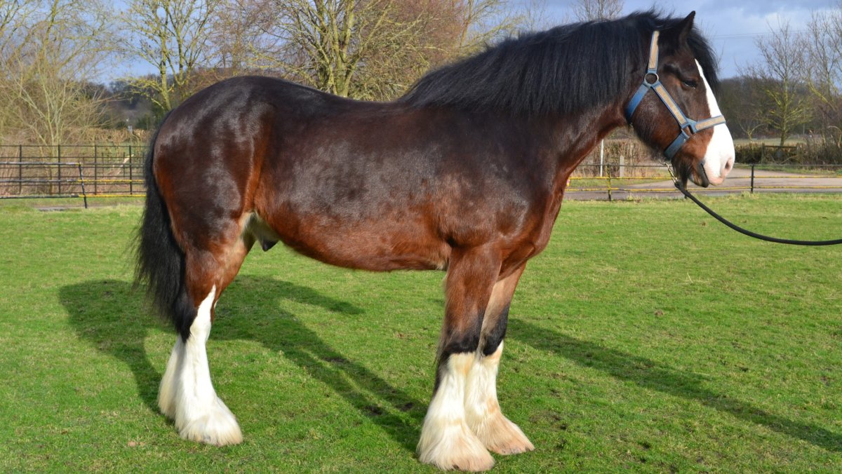Владимирский тяжеловоз и Шайр