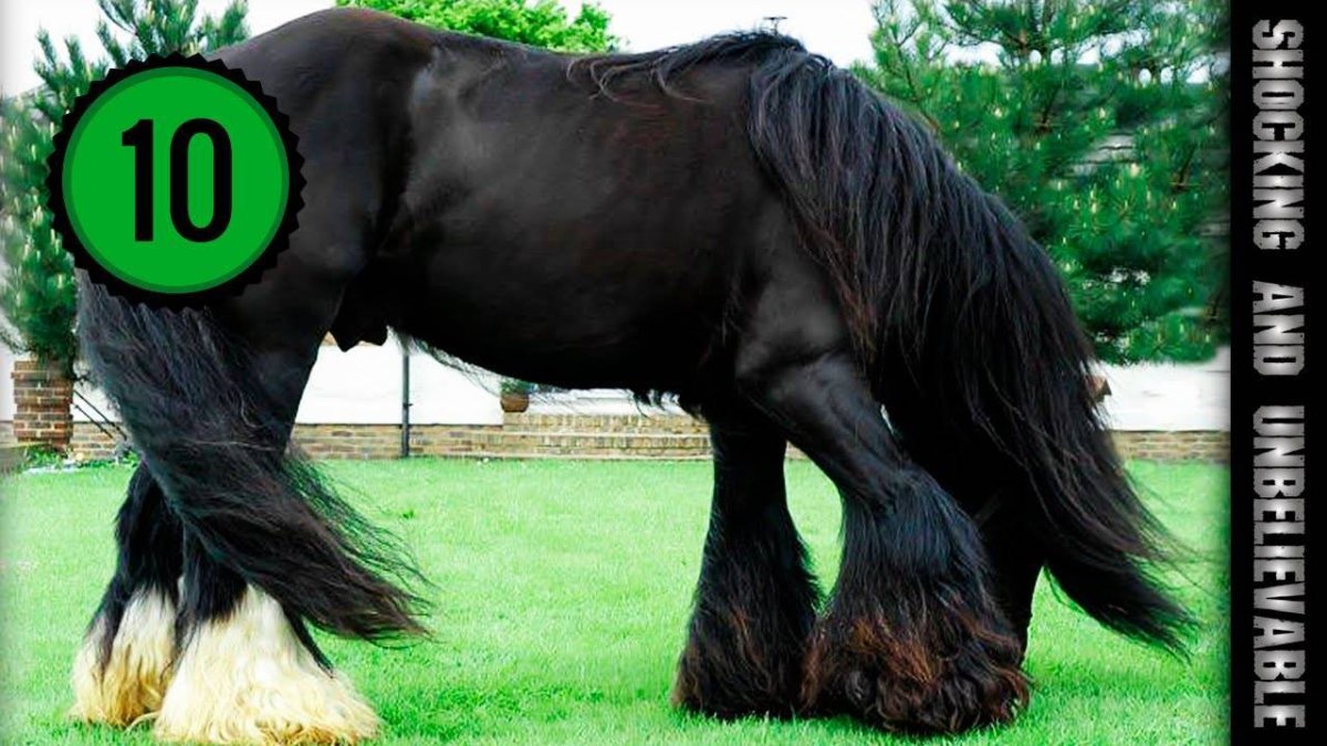 Шайрская Вороная