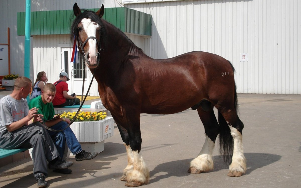 Владимирский тяжеловоз верхом