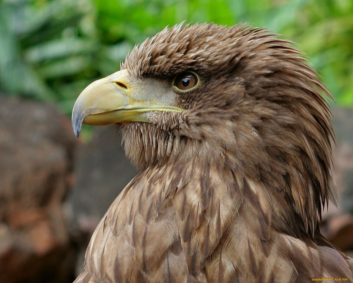 Дневные Хищные птицы