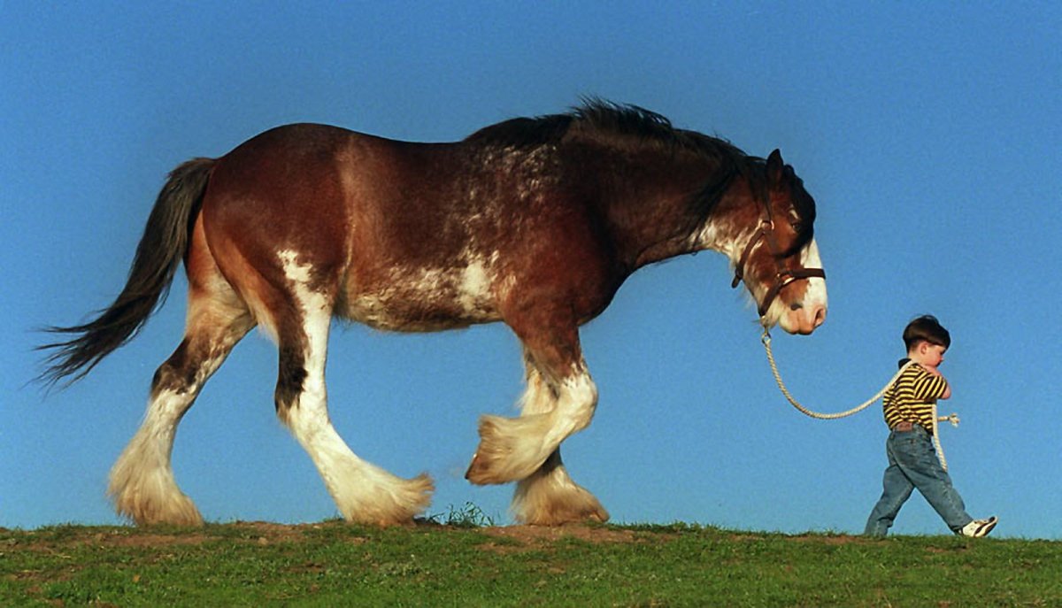 Шайр и человек