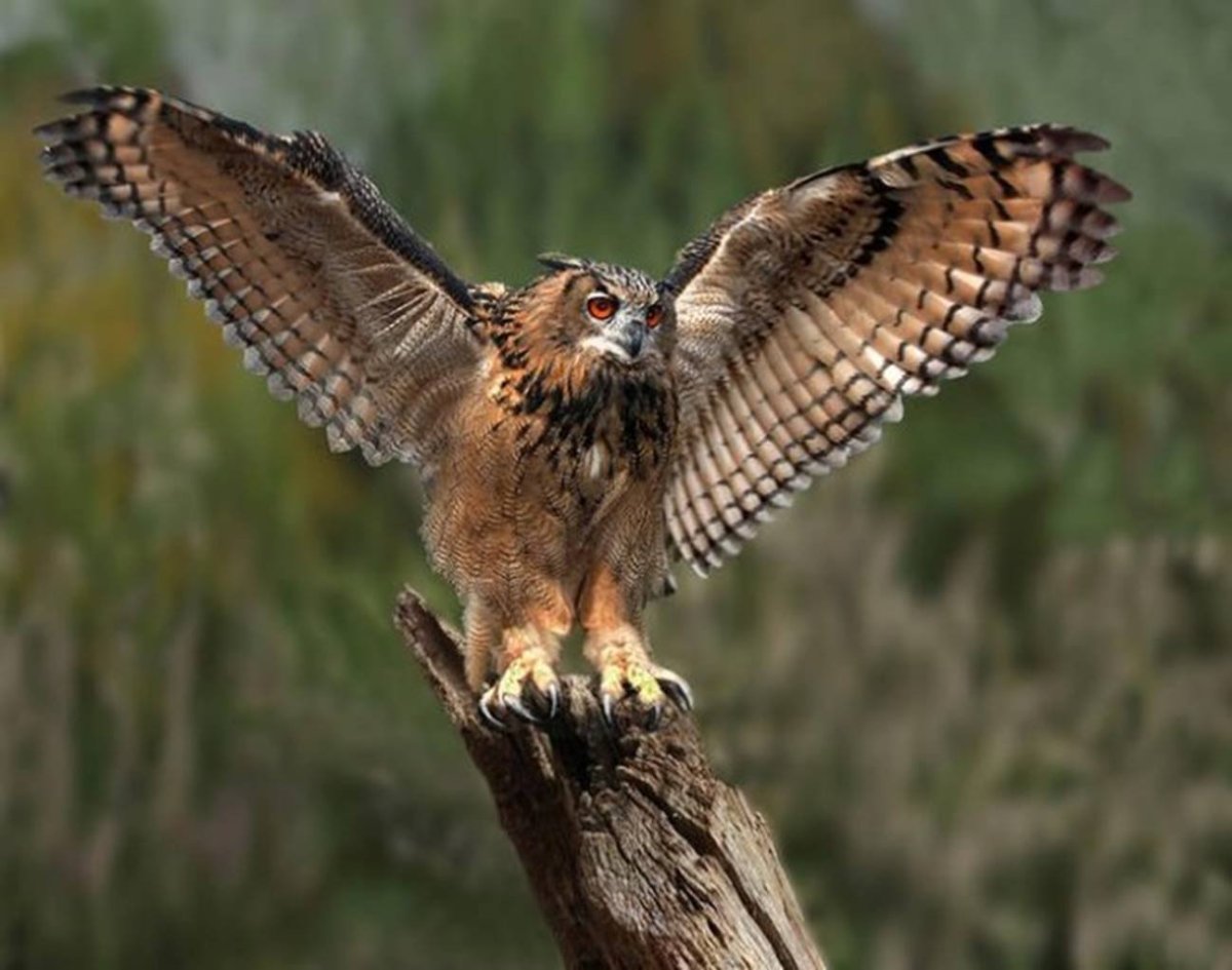 Филин с расправленными крыльями