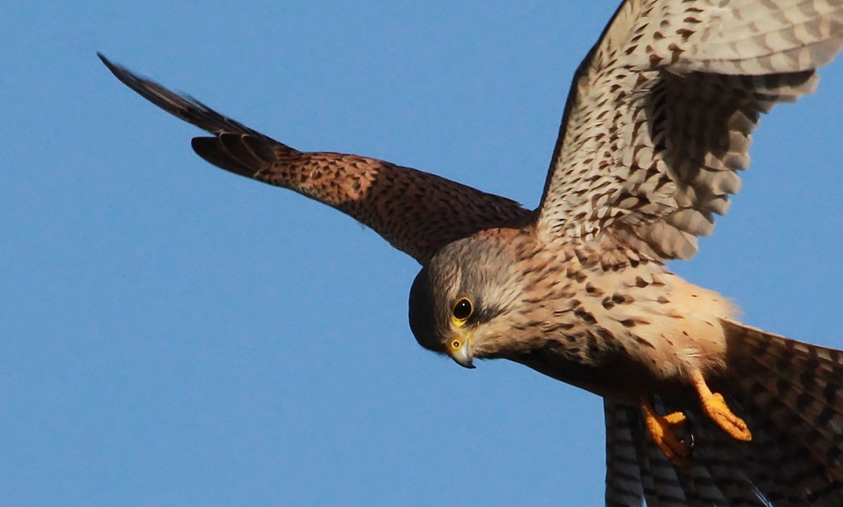 Канюк, пустельга, Лунь