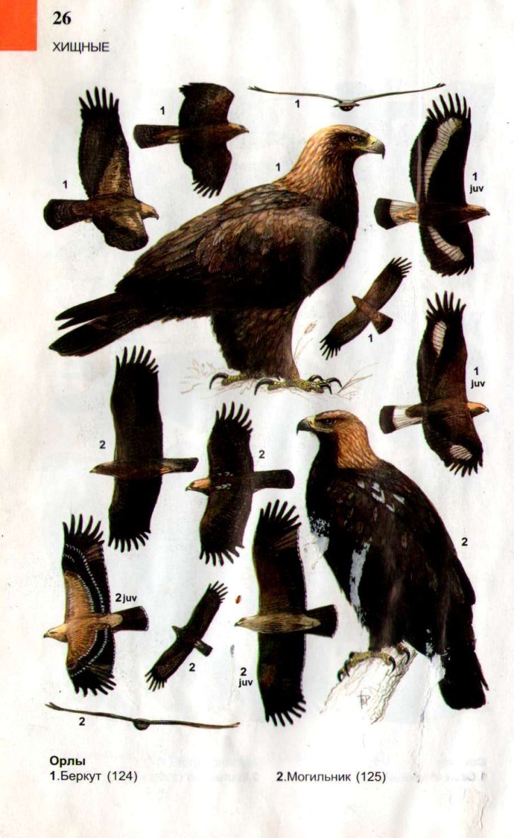 Орел могильник и Беркут