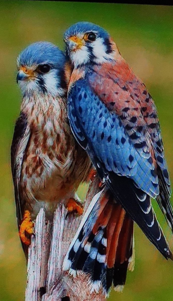 Сокол пустельга обыкновенная