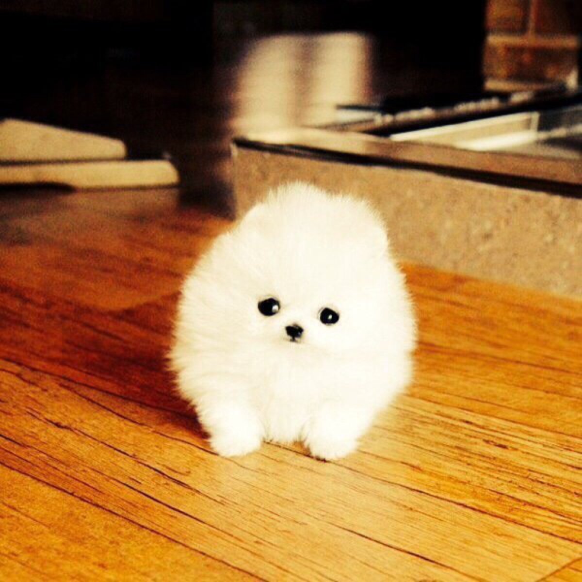 Самоед Медвежий