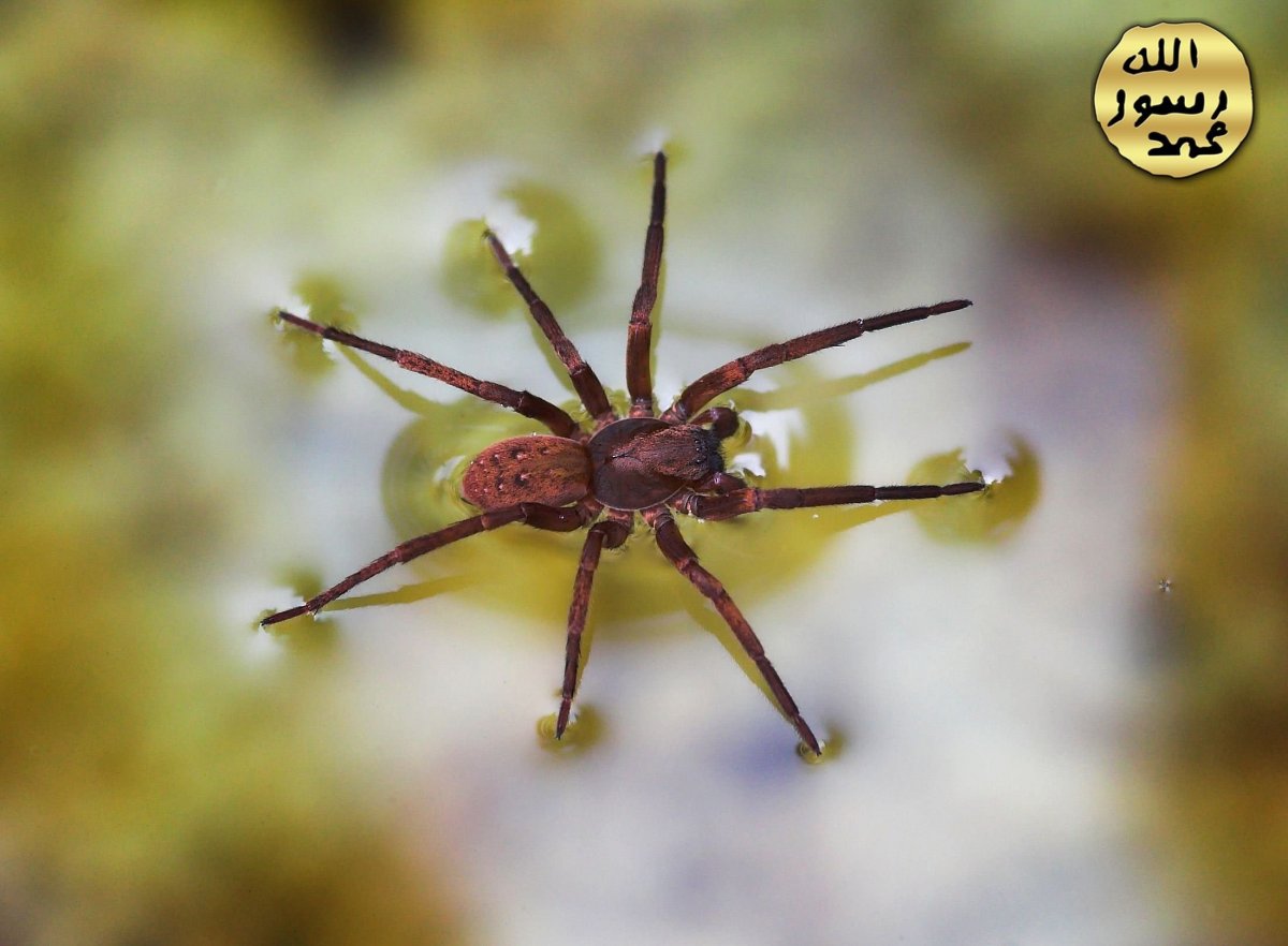Водяной паук Серебрянка