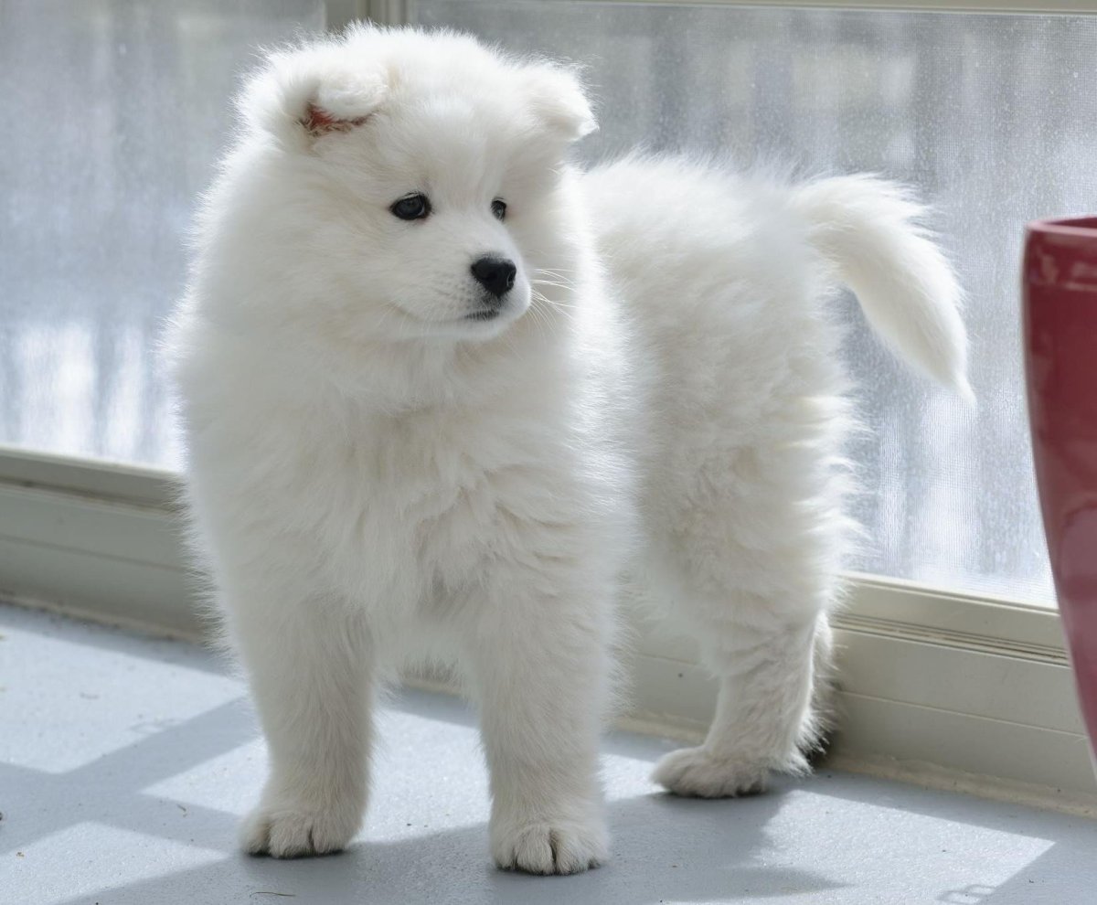 Померанский шпиц белый корейский