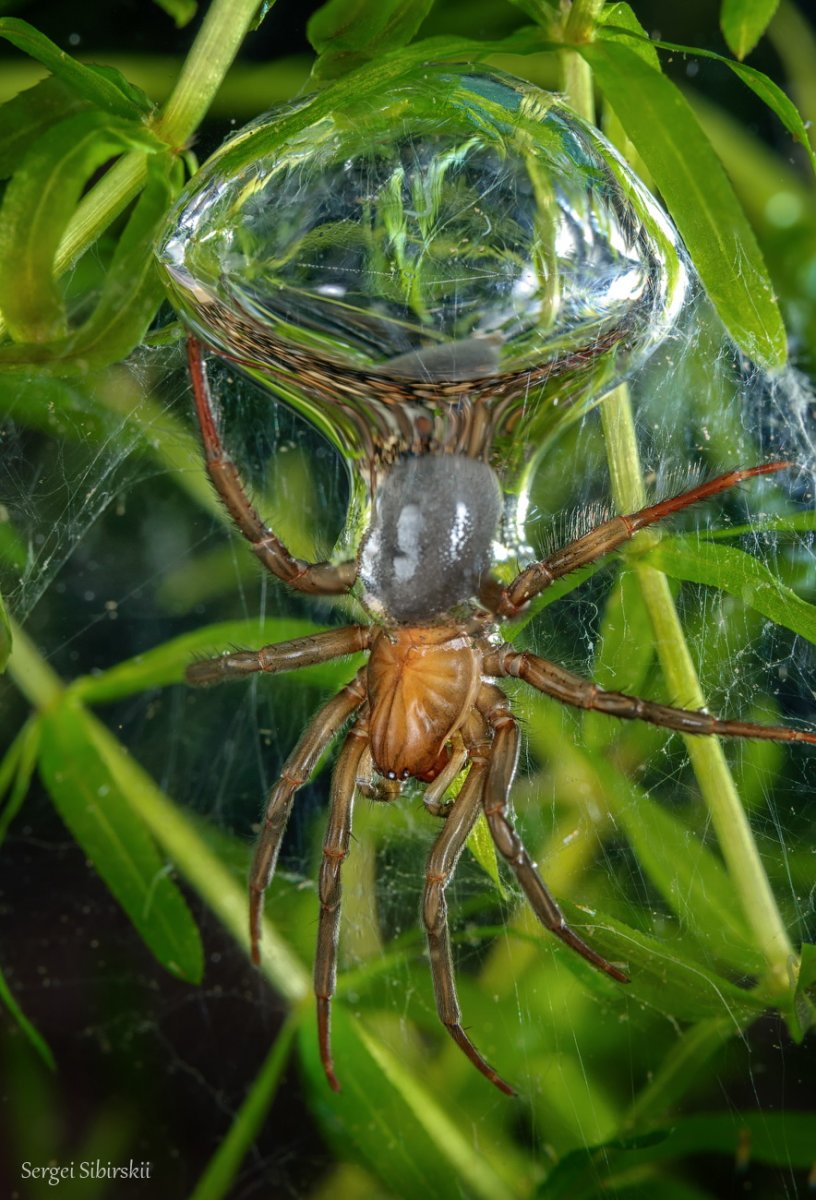 Водяной паук Argyroneta Aquatica
