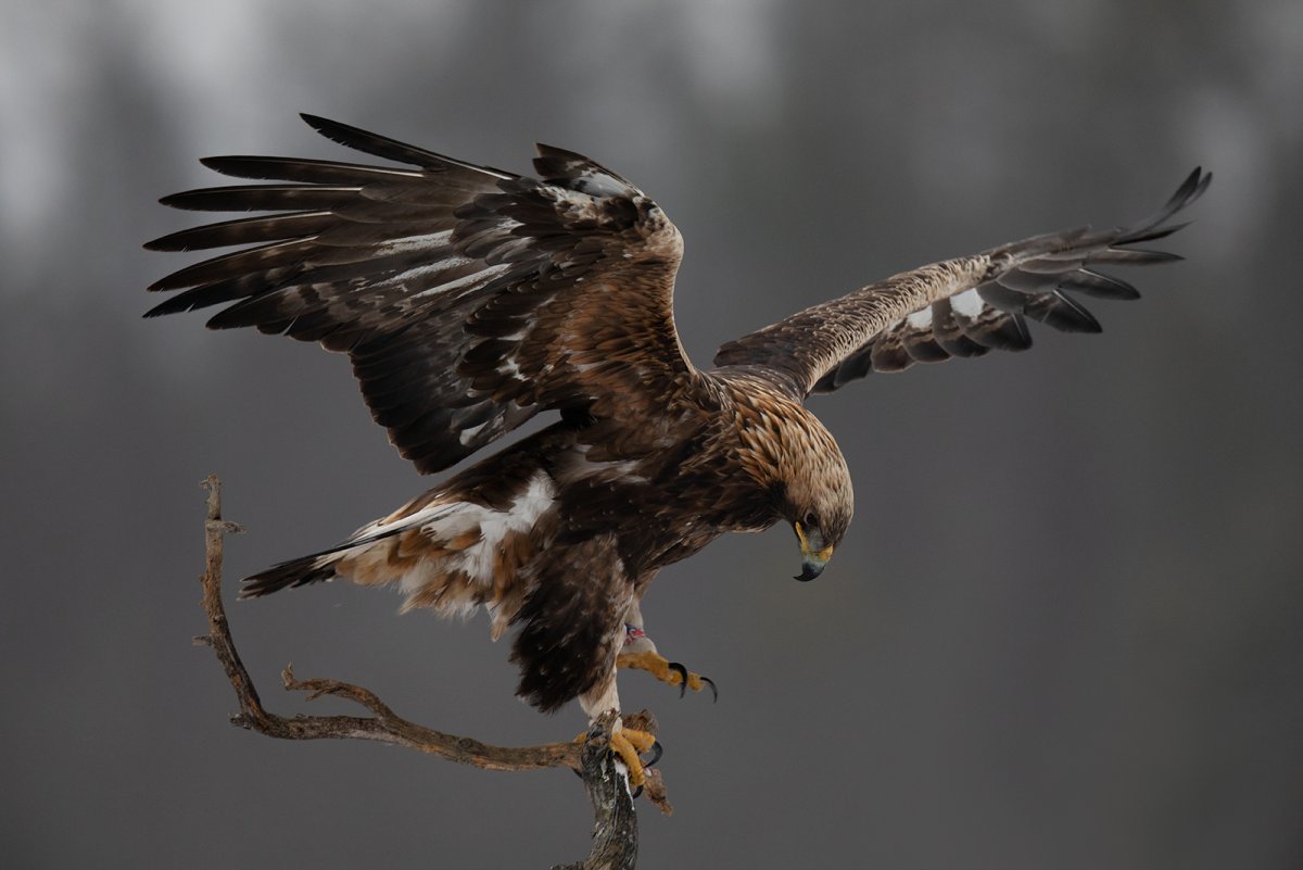 Нападающий Беркут