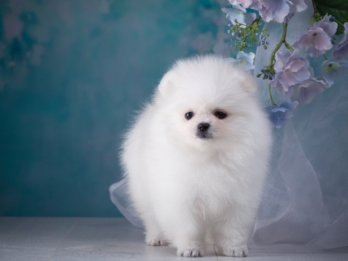 Серо белые большие пушистые собаки