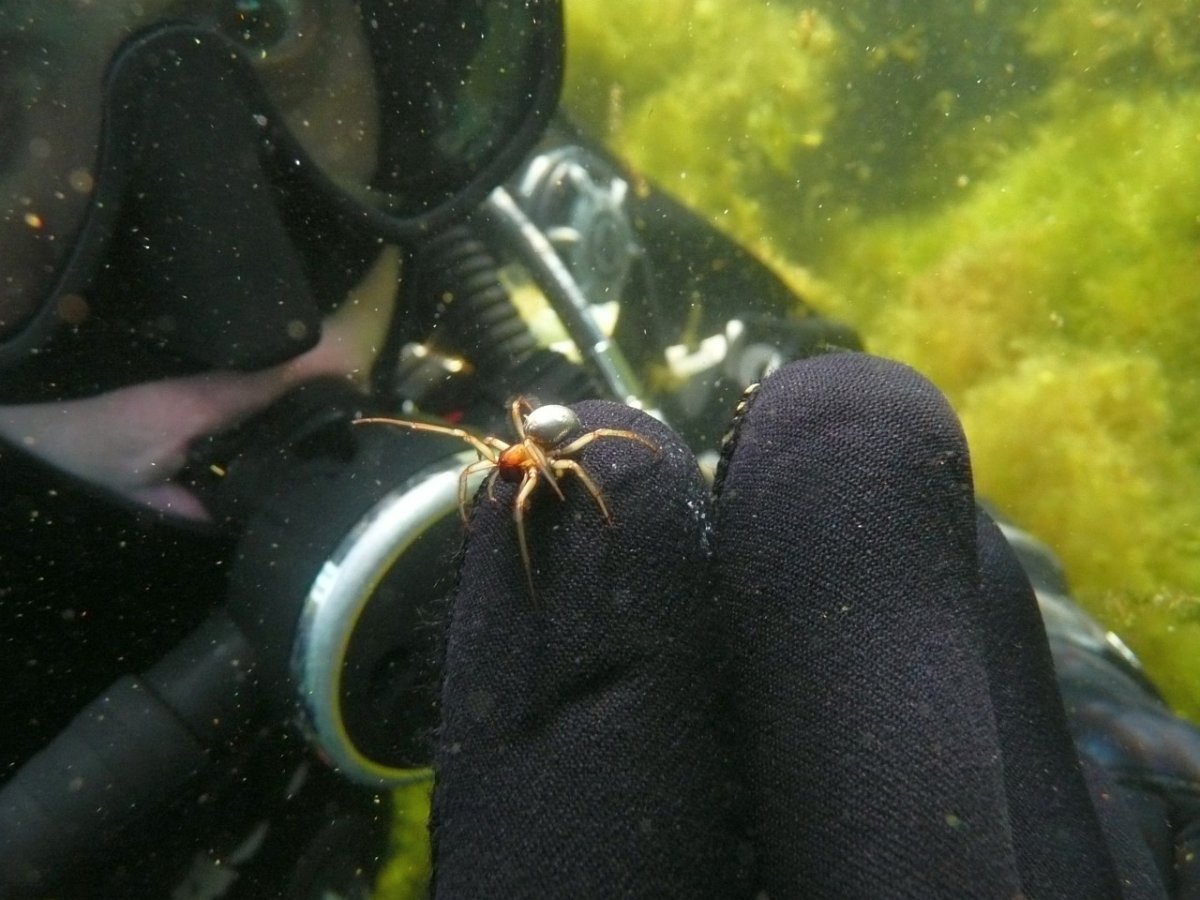 Водяной паук Argyroneta Aquatica