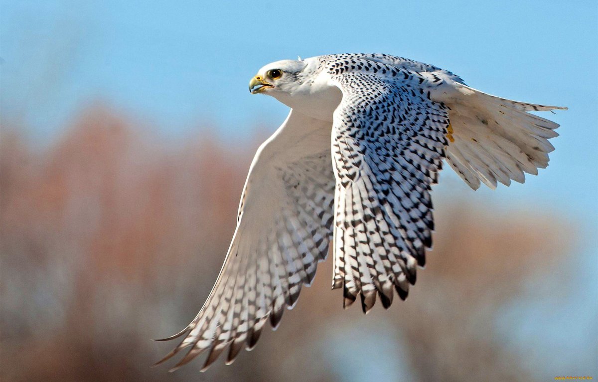 Хищные птицы центральной россии