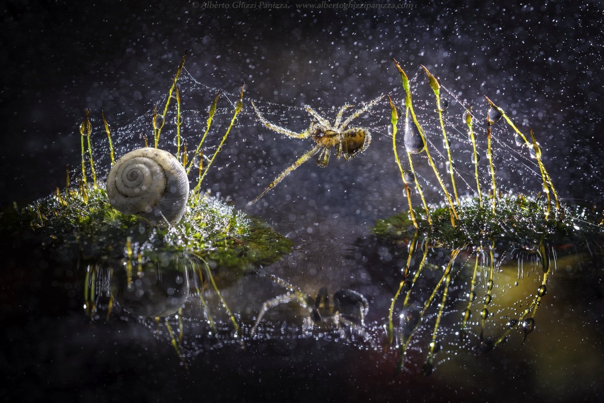 Доломедес Тритон