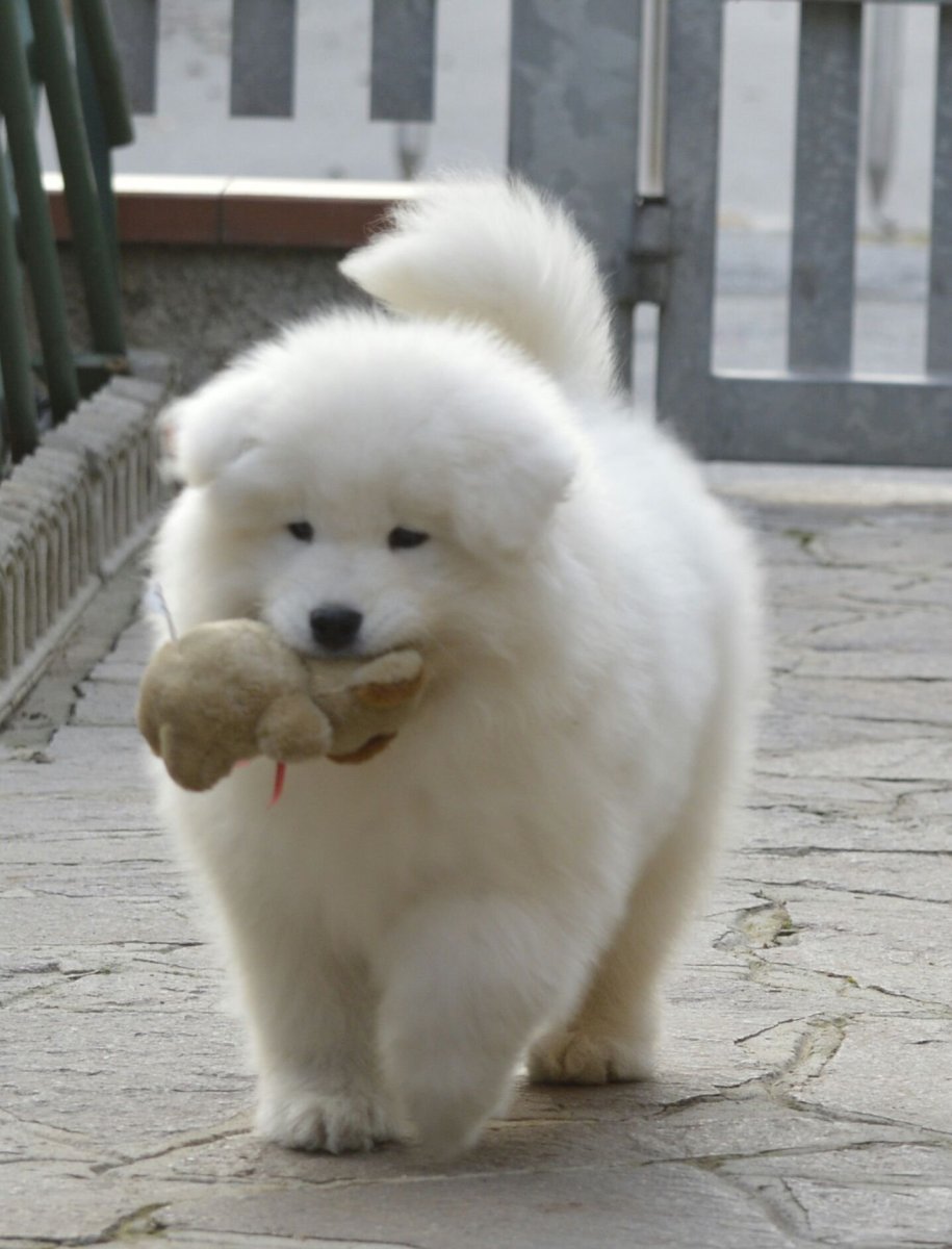 Собака померанский шпиц белый