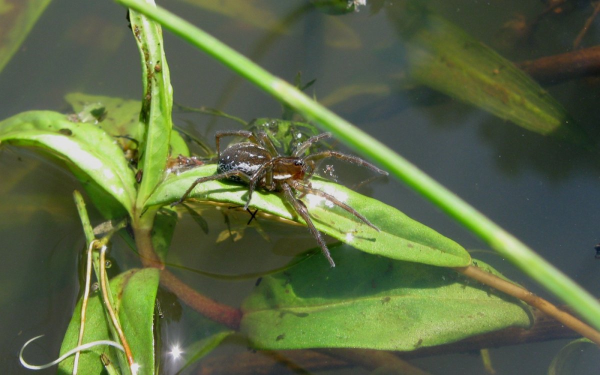 Паук Серебрянка ядовитый