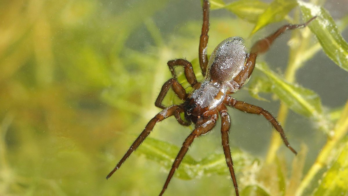 Паук-Серебрянка / Argyroneta Aquatica