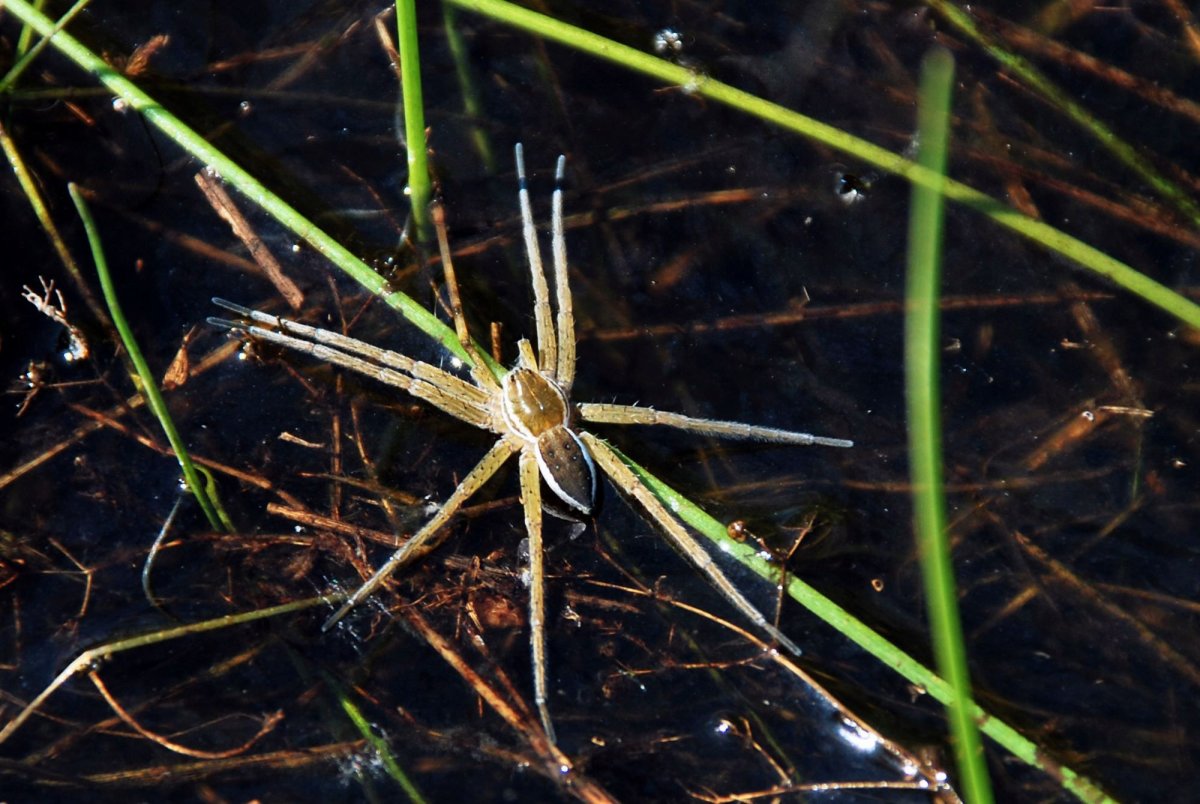Паук Серебрянка колокол