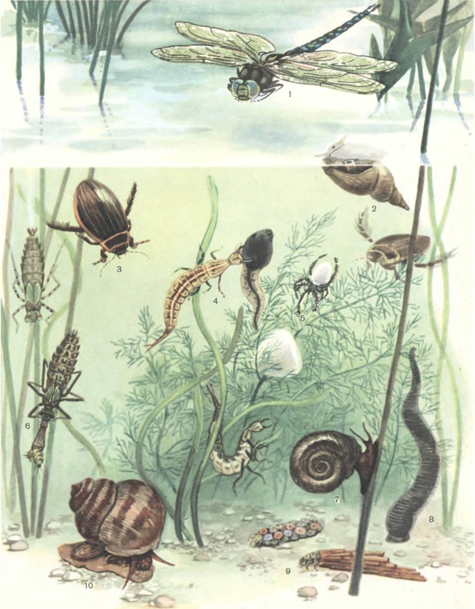 Паук Серебрянка биофильтратор