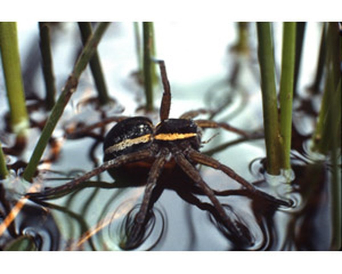 Арахнид биология