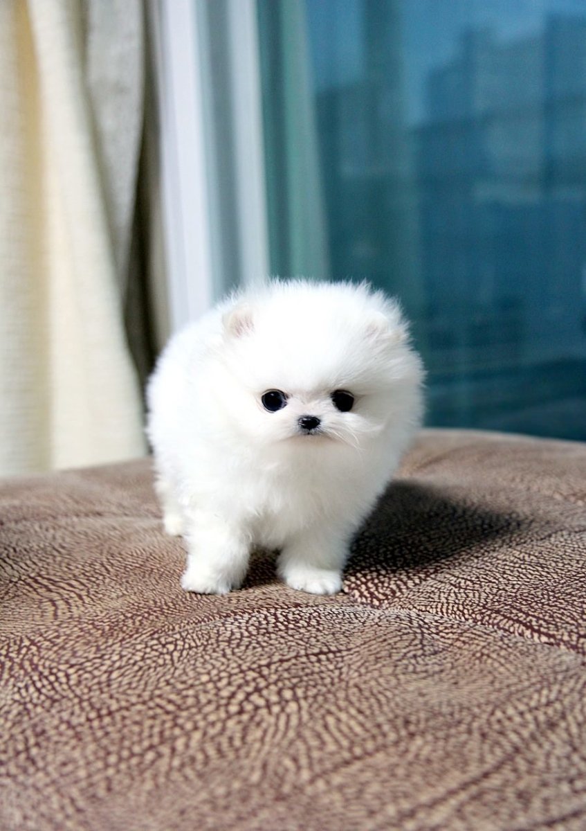 Самоедская лайка Юки