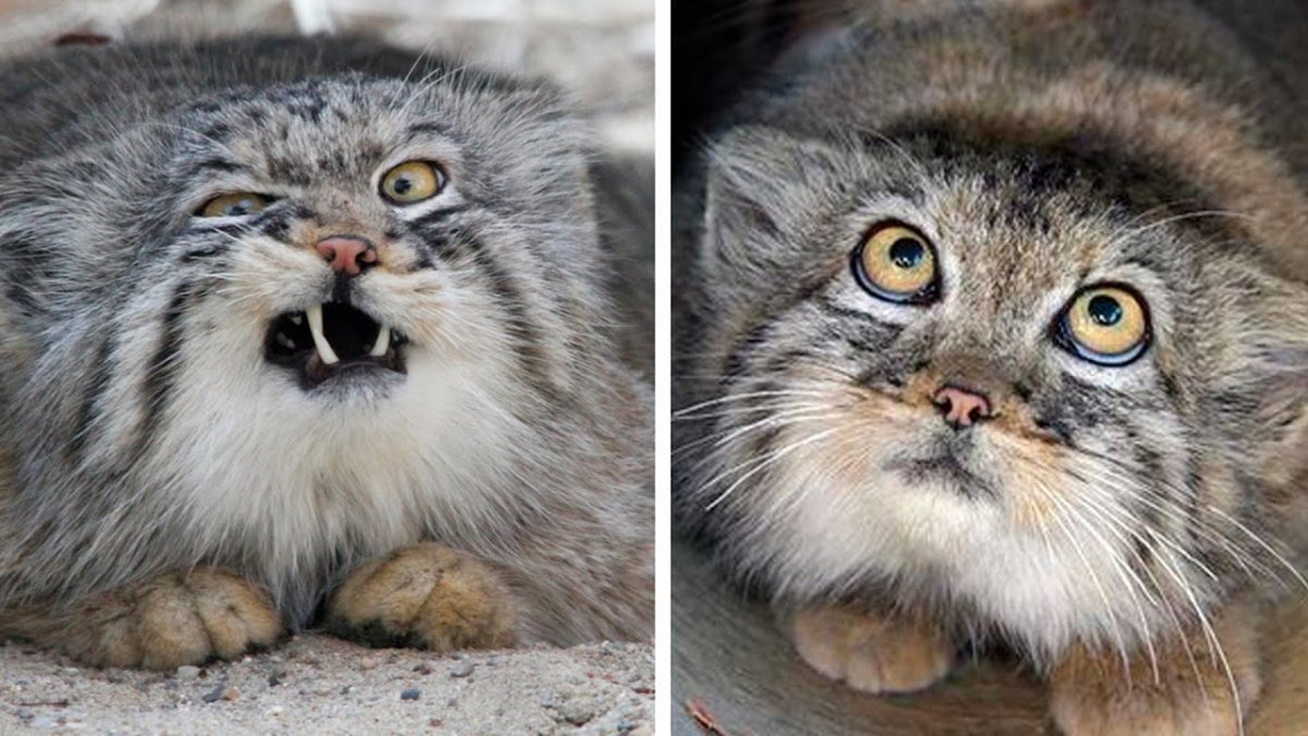 Манул и собака