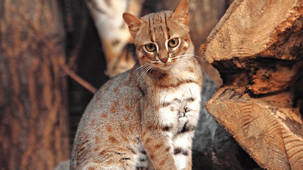 Пятнисто-рыжая кошка