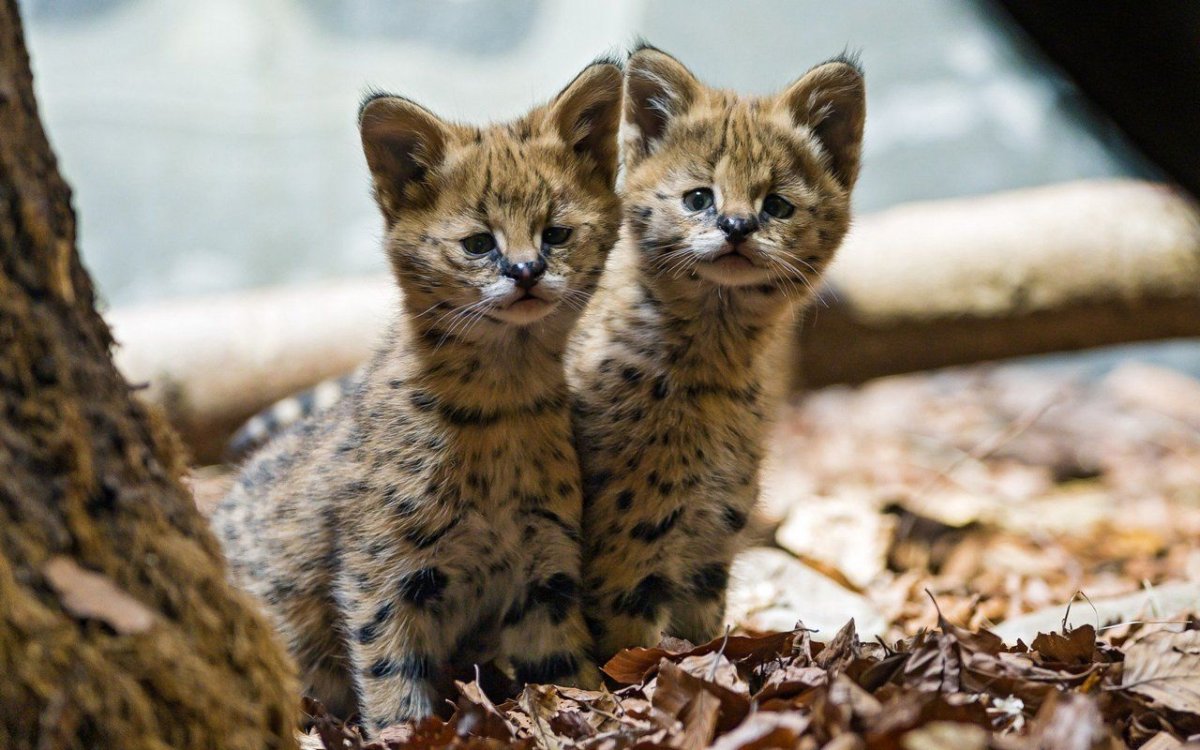 Сервал Мяурицио