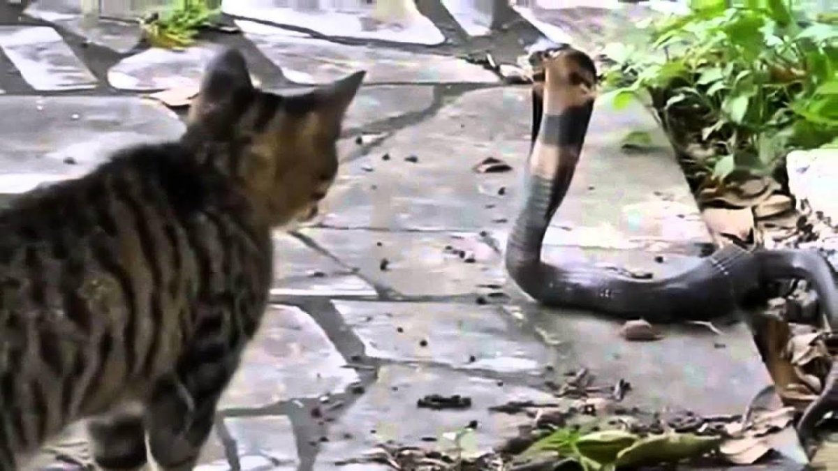 Необычные стрижки котов