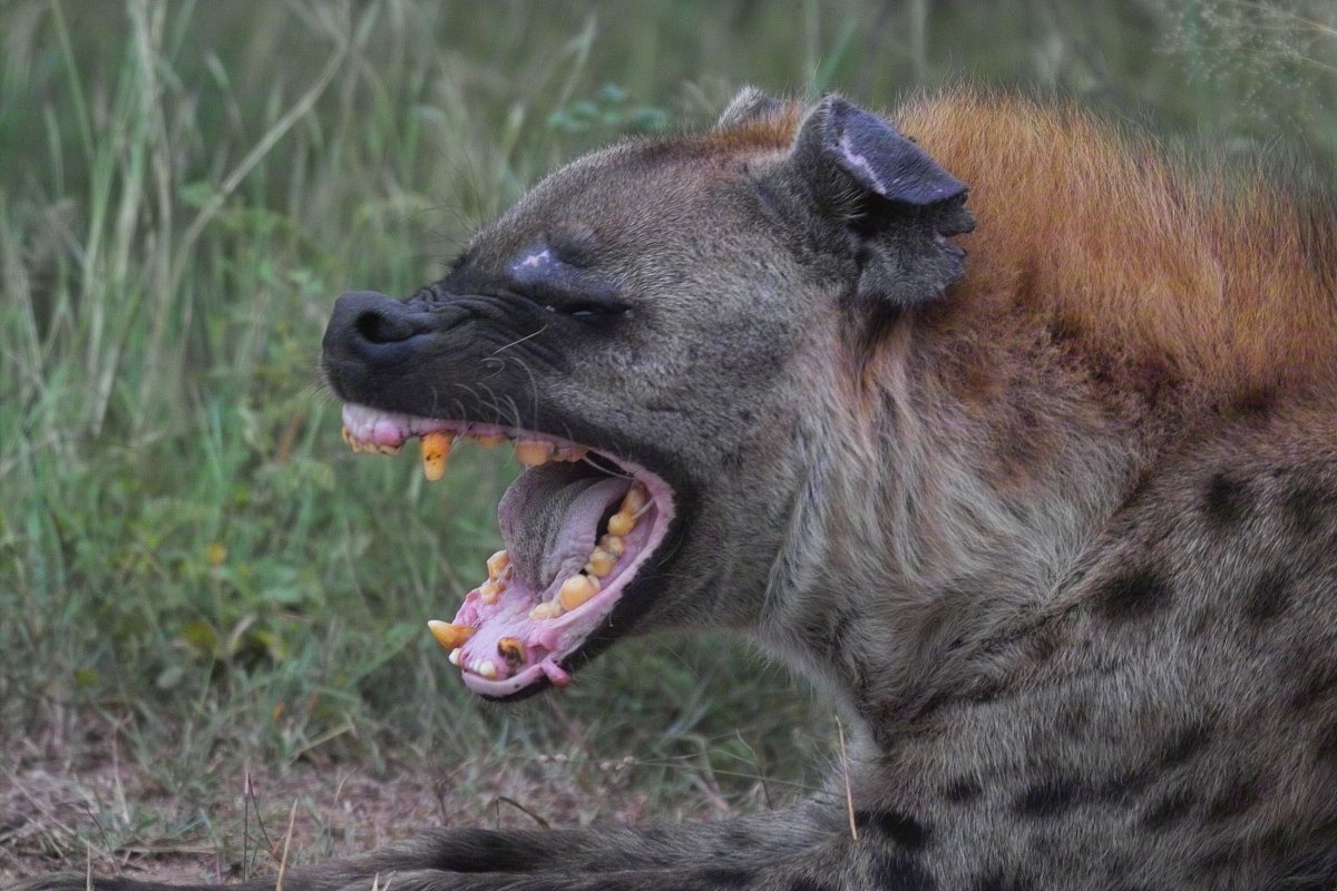 Саванна (порода кошек)