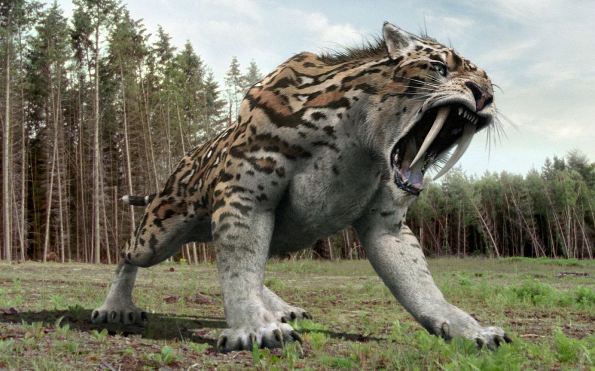 Черноногая кошка лапы