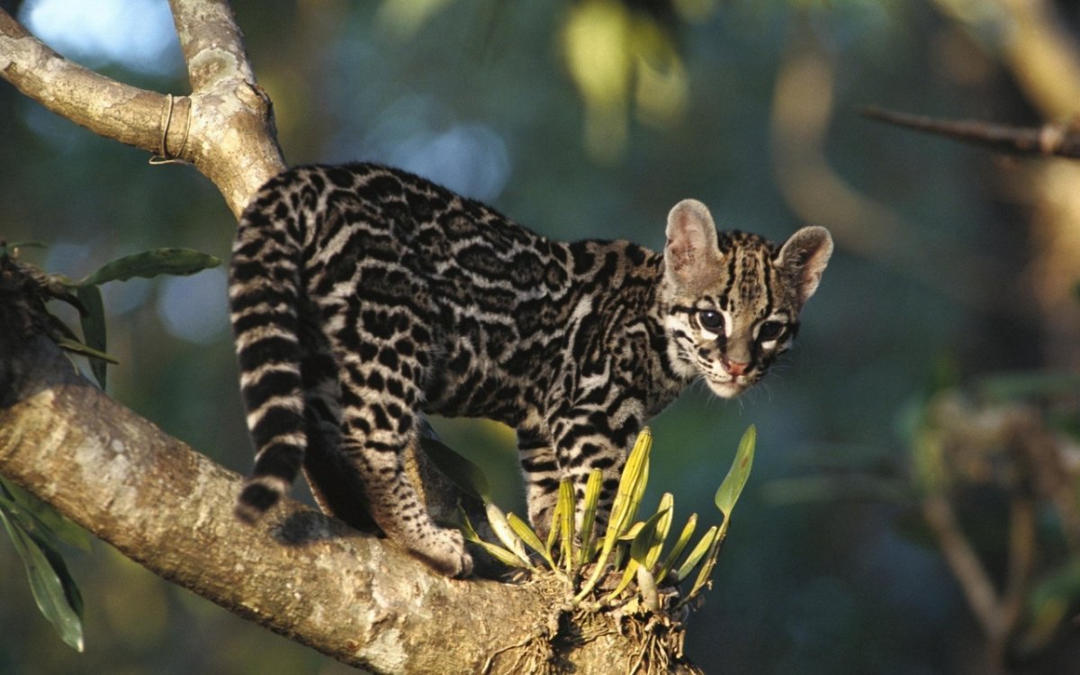 Оцелот (leopardus pardalis)